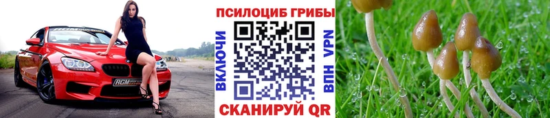 наркотики  Медынь  Псилоцибиновые грибы Psilocybine cubensis 